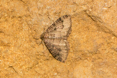 Triphosa dubitata