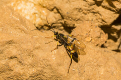 Diphyus quadripunctorius