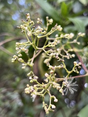 Valeriana clematitis