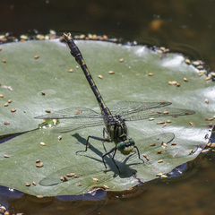 Arigomphus villosipes