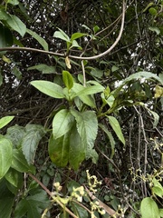 Valeriana clematitis