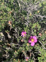 Rosa minutifolia