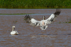 Pelecanus rufescens