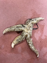 Pisaster brevispinus