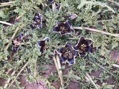 Jaborosa laciniata