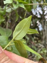 Valeriana clematitis