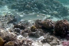 Crenimugil crenilabis