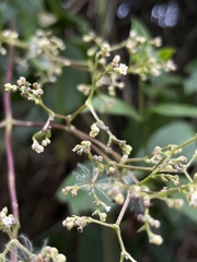 Valeriana clematitis