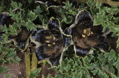 Jaborosa laciniata
