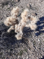 Cylindropuntia echinocarpa