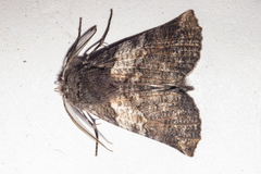 Declana griseata