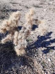 Cylindropuntia echinocarpa