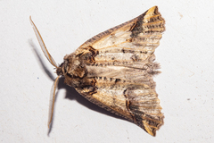 Declana junctilinea