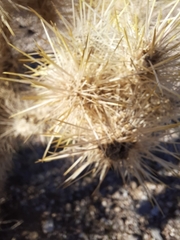 Cylindropuntia echinocarpa