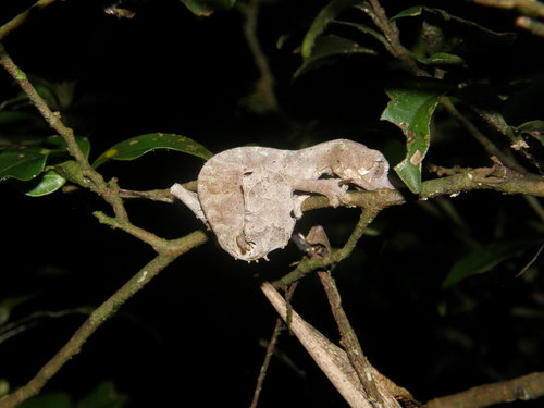 Satanic Leaf-tailed Gecko