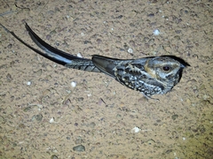 Hydropsalis torquata