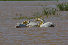 Pelecanus rufescens