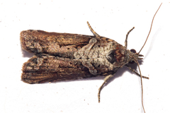 Harmologa scoliastis