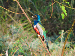 Trogon curucui