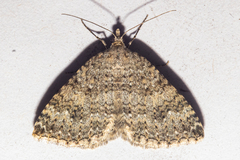 Helastia corcularia