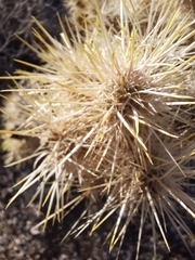 Cylindropuntia echinocarpa