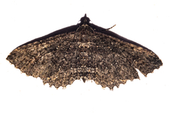 Horisme suppressaria