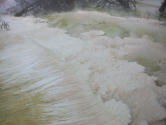 Sulfurihydrogenibium