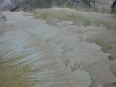 Sulfurihydrogenibium