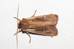 Ichneutica atristriga