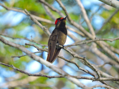 Chrysolampis mosquitus