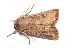 Ichneutica morosa