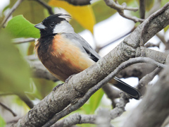 Charitospiza eucosma