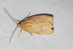 Proteodes carnifex