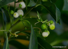 Magnoliopsida