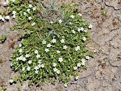 Arenaria