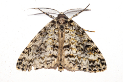 Pseudocoremia monacha