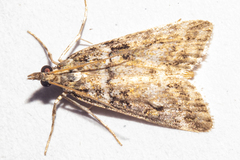 Scoparia animosa
