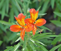 Alstroemeria aurea