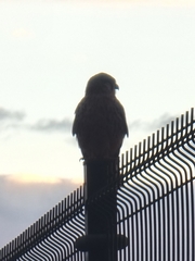 Falco tinnunculus canariensis