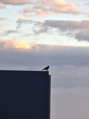 Falco tinnunculus canariensis