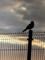 Falco tinnunculus canariensis