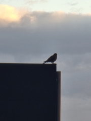 Falco tinnunculus canariensis