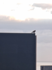 Falco tinnunculus canariensis