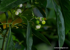 Magnoliopsida