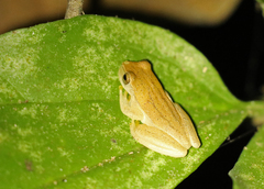 Dendropsophus microcephalus