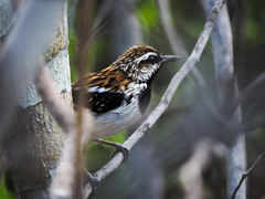 Myrmorchilus strigilatus
