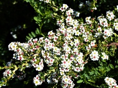 Escallonia virgata