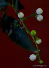 Magnoliopsida