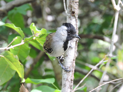 Sakesphoroides cristatus