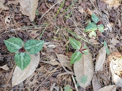 Trillium underwoodii